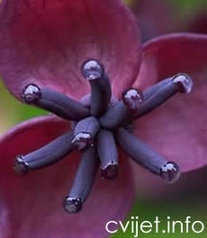 Penjačica Akebia quinata 
